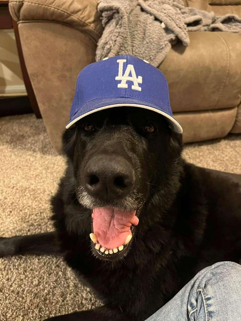 Enlarge Kota (Courtesy Post), an adopted Shepherd in San Diego, CA image 6/6