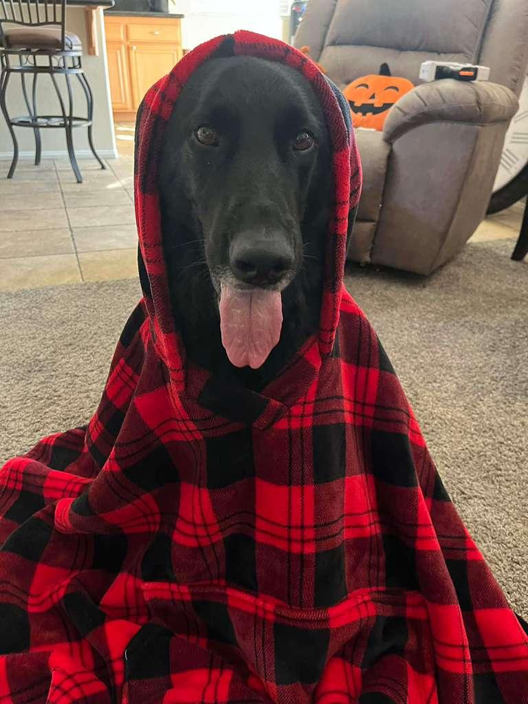 Enlarge Kota (Courtesy Post), an adopted Shepherd in San Diego, CA image 1/6