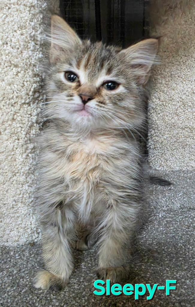 Sleepy, Adopted, Kitten Female Domestic Short Hair.