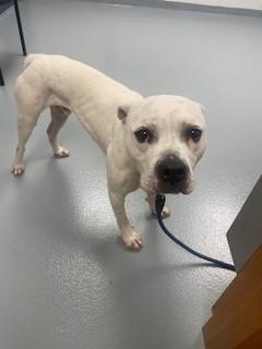 Enlarge MOCHI, a Adoptable mixed breed in Saint Cloud, FL image 1/1