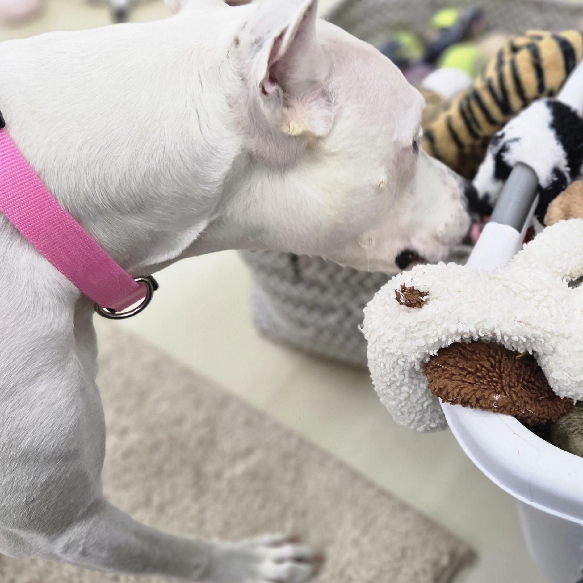 Kota, adopted, Adult Female American Staffordshire Terrier & Mixed Breed.