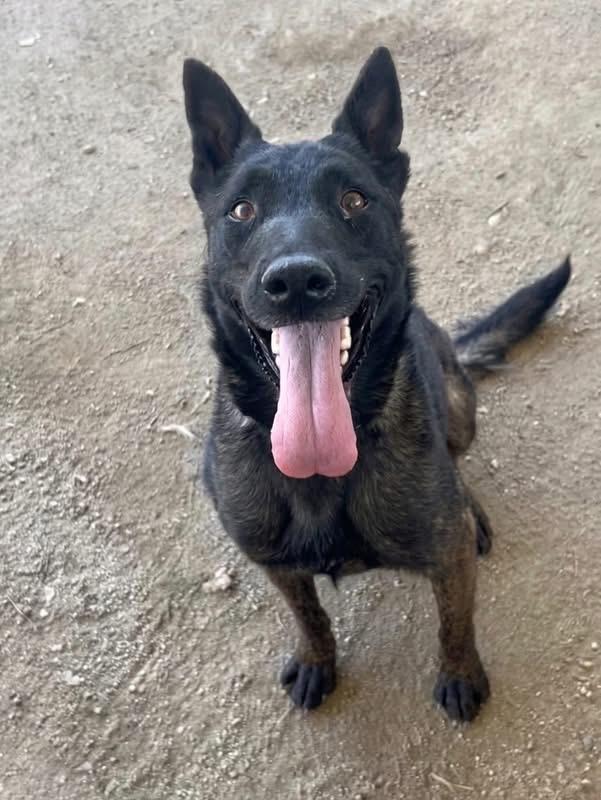 Grande, a ADOPTABLE Belgian Shepherd / Malinois in Duxbury, MA image 1/5