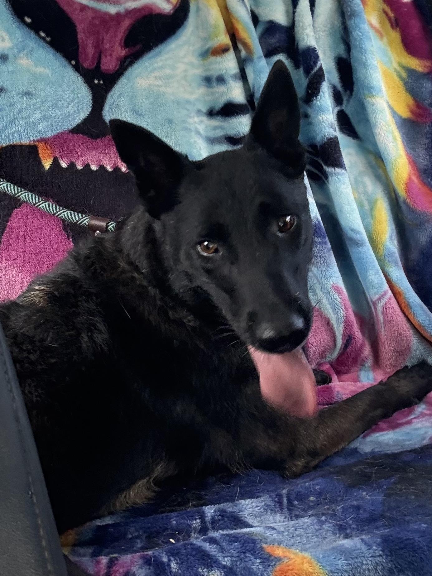 Grande, a ADOPTABLE Belgian Shepherd / Malinois in Duxbury, MA image 2/5