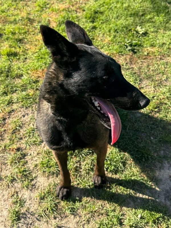 Grande, a ADOPTABLE Belgian Shepherd / Malinois in Duxbury, MA image 4/5