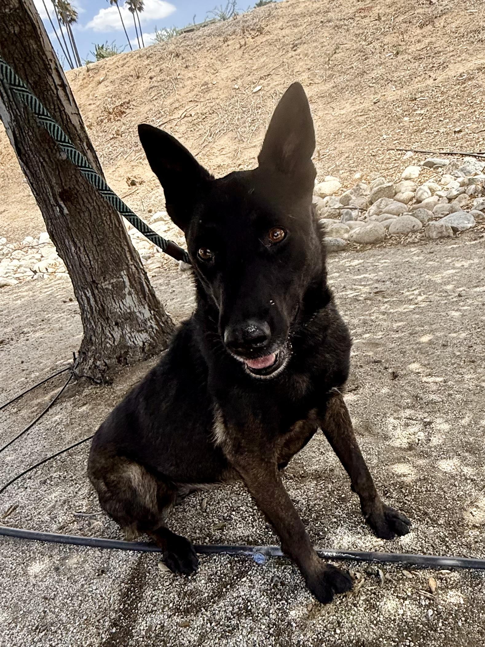 Grande, a ADOPTABLE Belgian Shepherd / Malinois in Duxbury, MA image 3/5