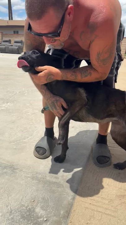 Enlarge Grande, a ADOPTABLE Belgian Shepherd / Malinois in Duxbury, MA video 5/5