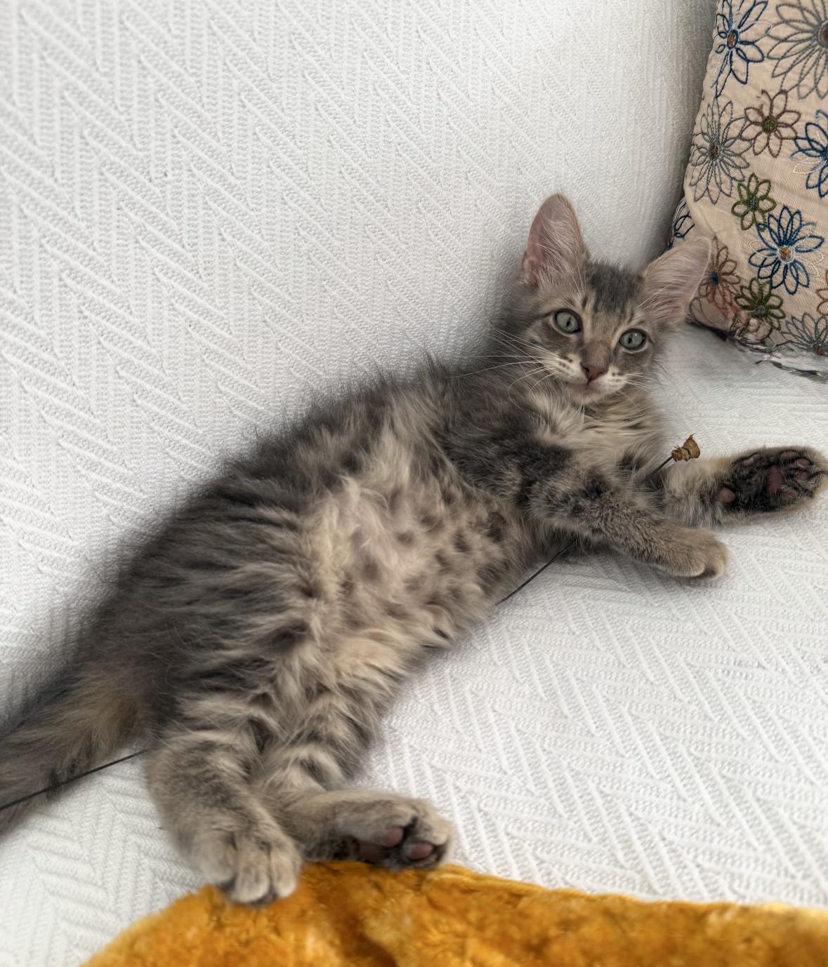 Enlarge Jupiter (must be adopted with a Saturn), a Adoptable Domestic Long Hair in New Orleans, LA image 5/6