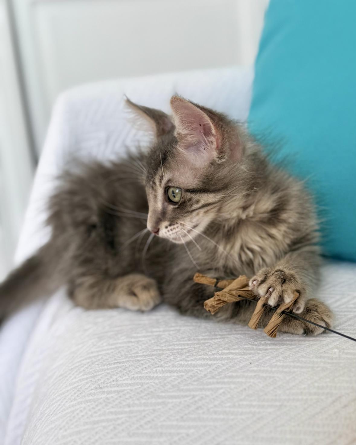 Enlarge Jupiter (must be adopted with a Saturn), a Adoptable Domestic Long Hair in New Orleans, LA image 1/6