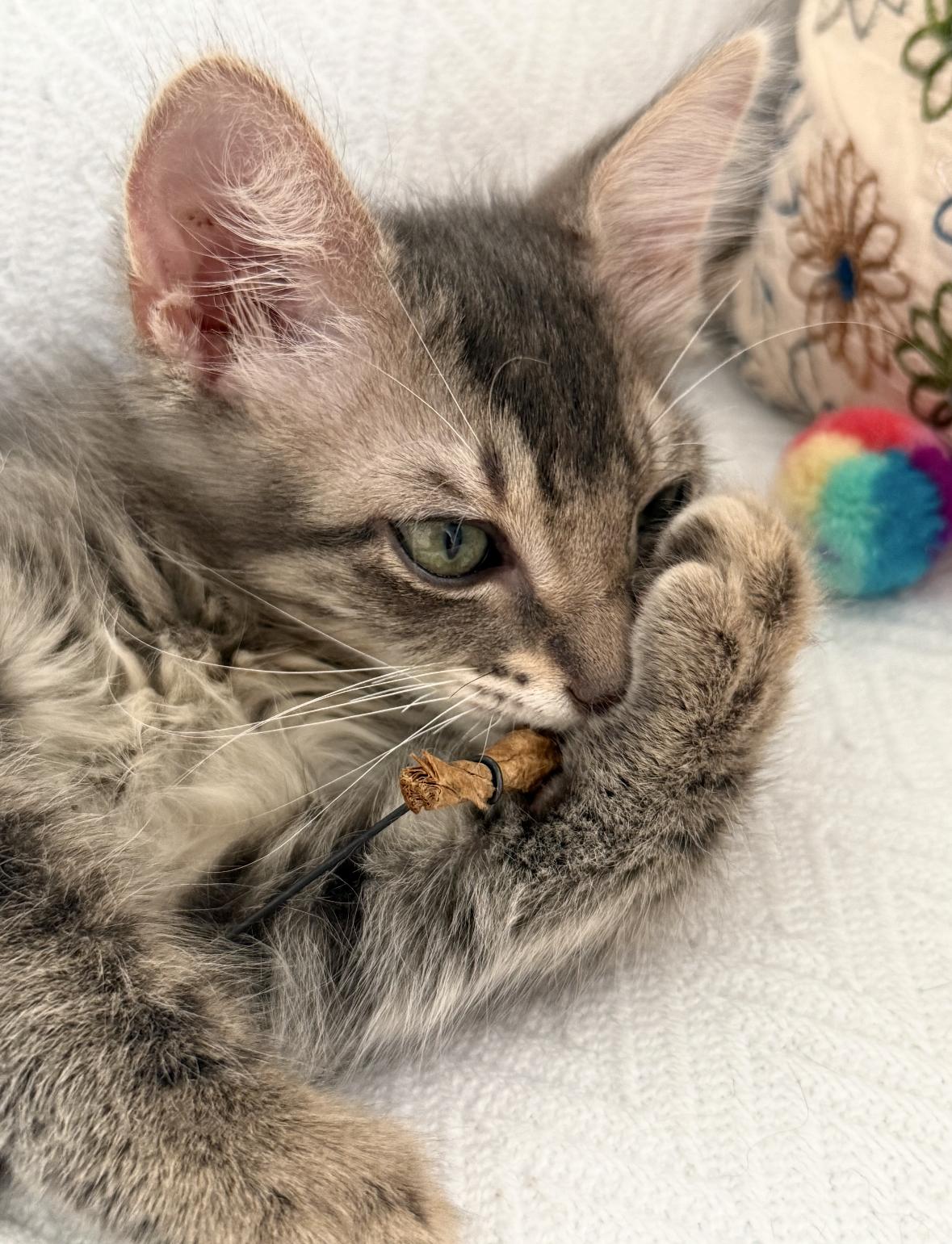 Enlarge Jupiter (must be adopted with a Saturn), a Adoptable Domestic Long Hair in New Orleans, LA image 2/6