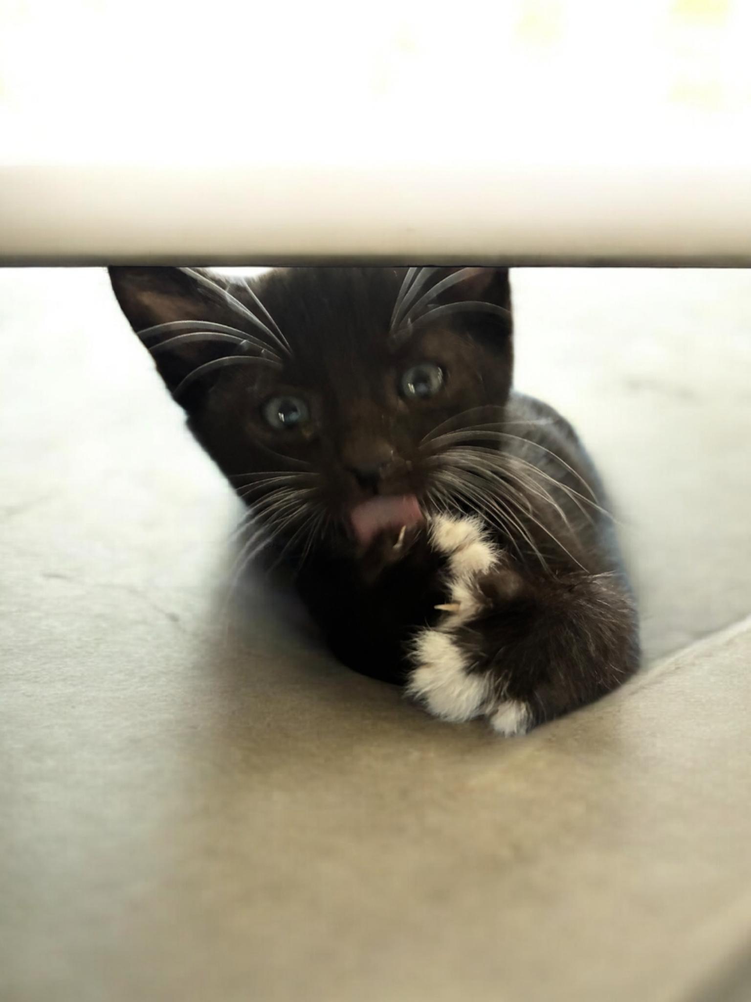 Mouse Kris, Adoptable, Kitten Male Tuxedo.