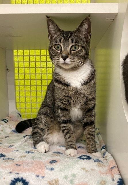 Margo, adopted, Young Female Domestic Short Hair.