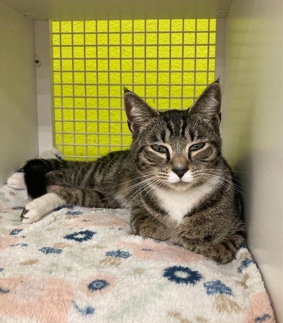 Margo, an adopted Domestic Short Hair in Long Beach, CA image 2/3