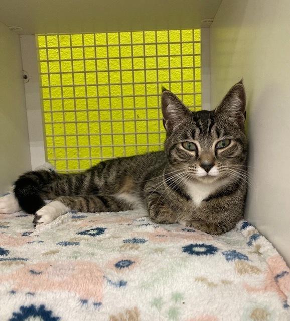 Margo, an adopted Domestic Short Hair in Long Beach, CA image 3/3