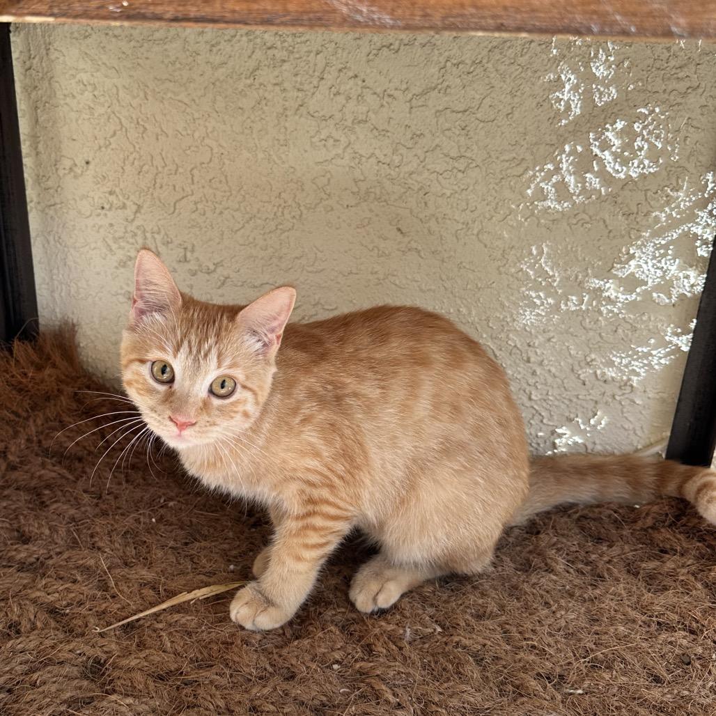 Lucy, Adoptable, Kitten Female Domestic Short Hair.