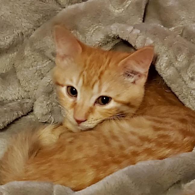 Hazel, Adoptable, Kitten Female Domestic Short Hair.