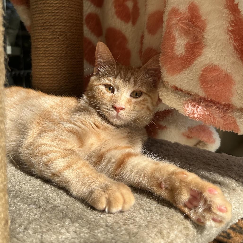 Enlarge Lucy, a Adoptable Domestic Short Hair in North Port, FL image 2/6