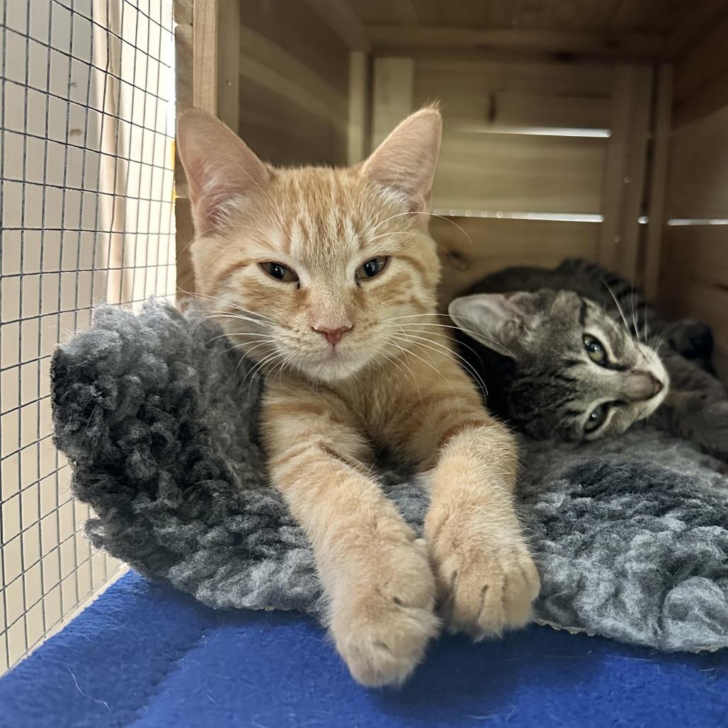 Enlarge Lucy, a Adoptable Domestic Short Hair in North Port, FL image 3/6