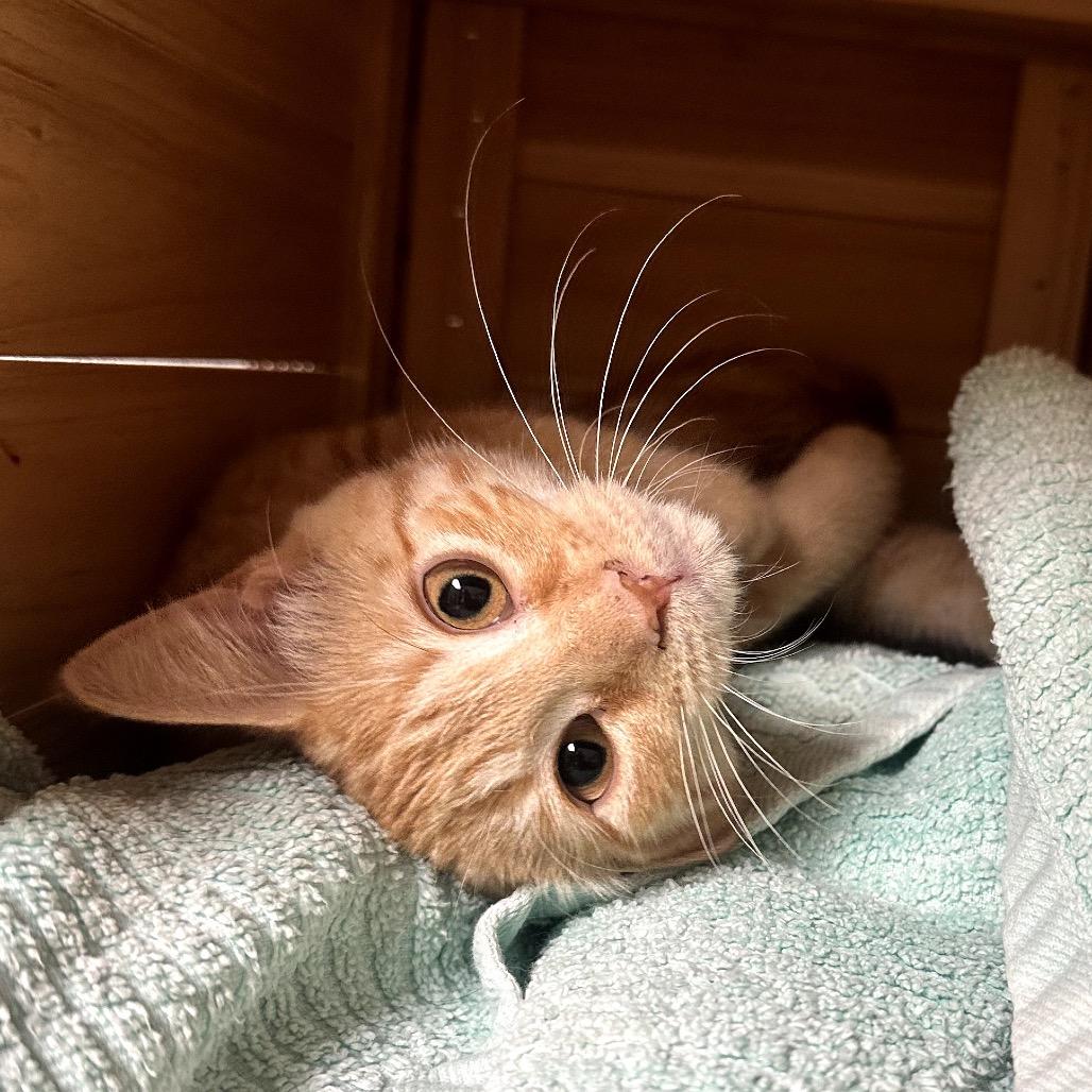 Enlarge Lucy, a Adoptable Domestic Short Hair in North Port, FL image 4/6