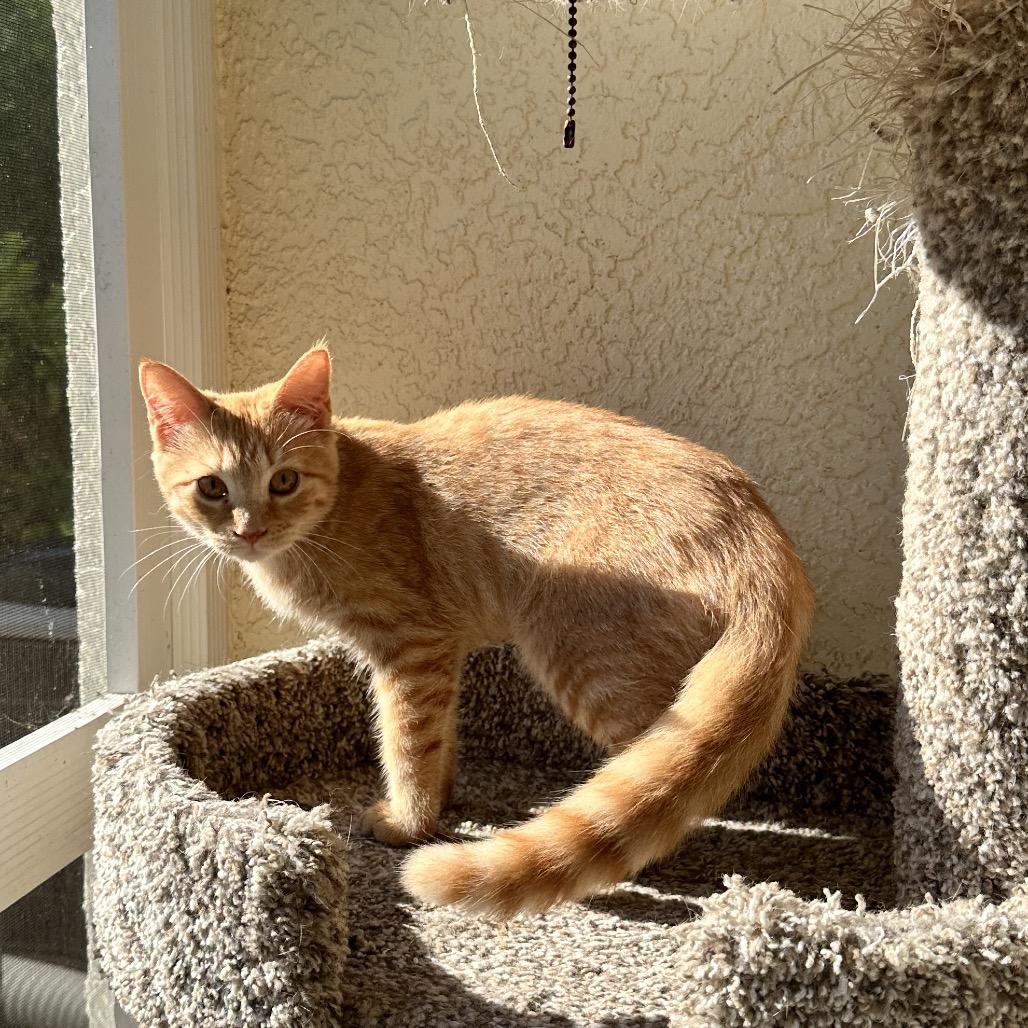 Enlarge Lucy, a Adoptable Domestic Short Hair in North Port, FL image 5/6