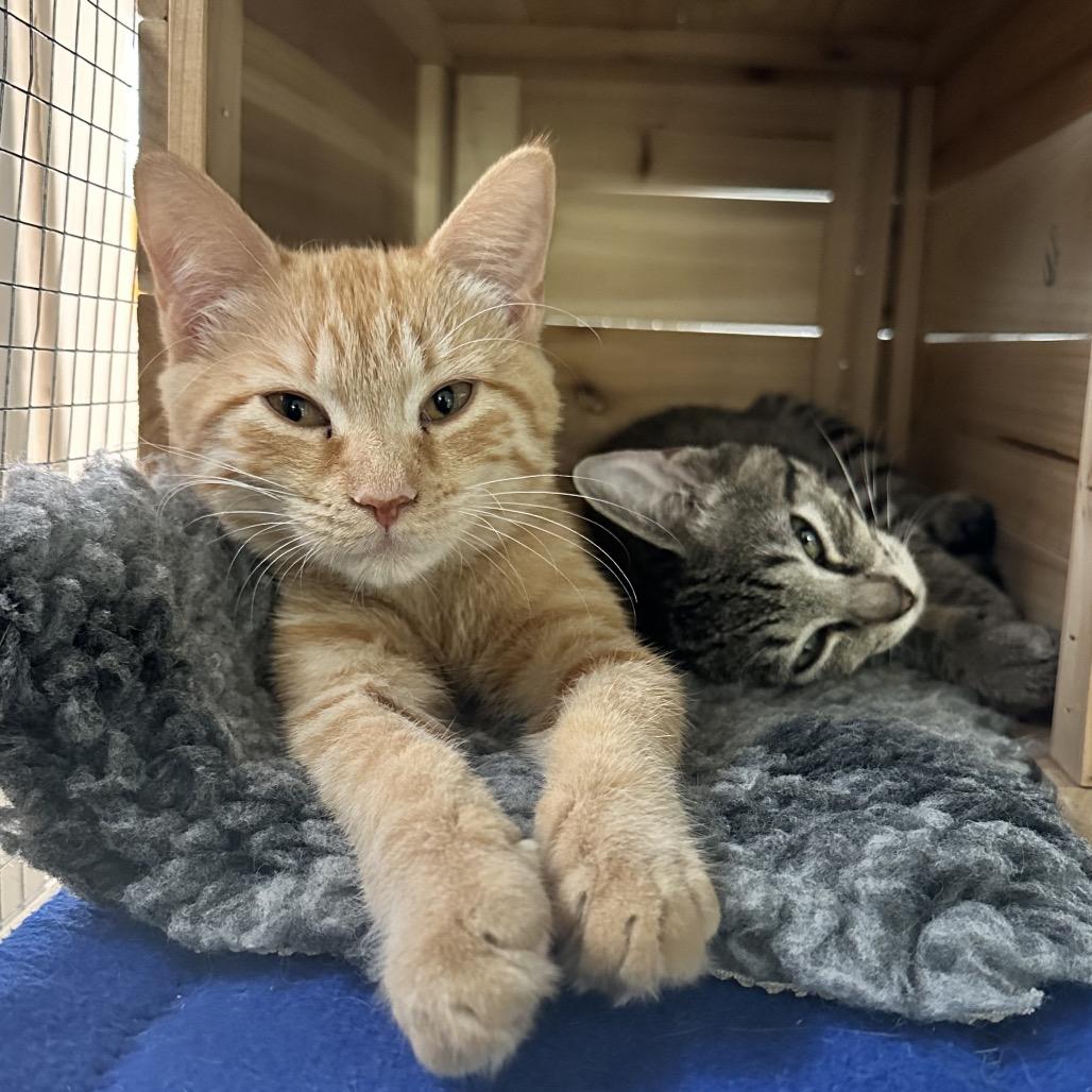 Enlarge Lucy, a Adoptable Domestic Short Hair in North Port, FL image 6/6