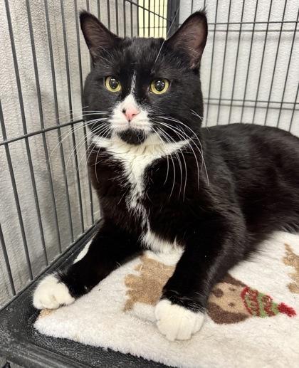 Boots, Adoptable, Adult Male Domestic Short Hair & Domestic Short Hair.