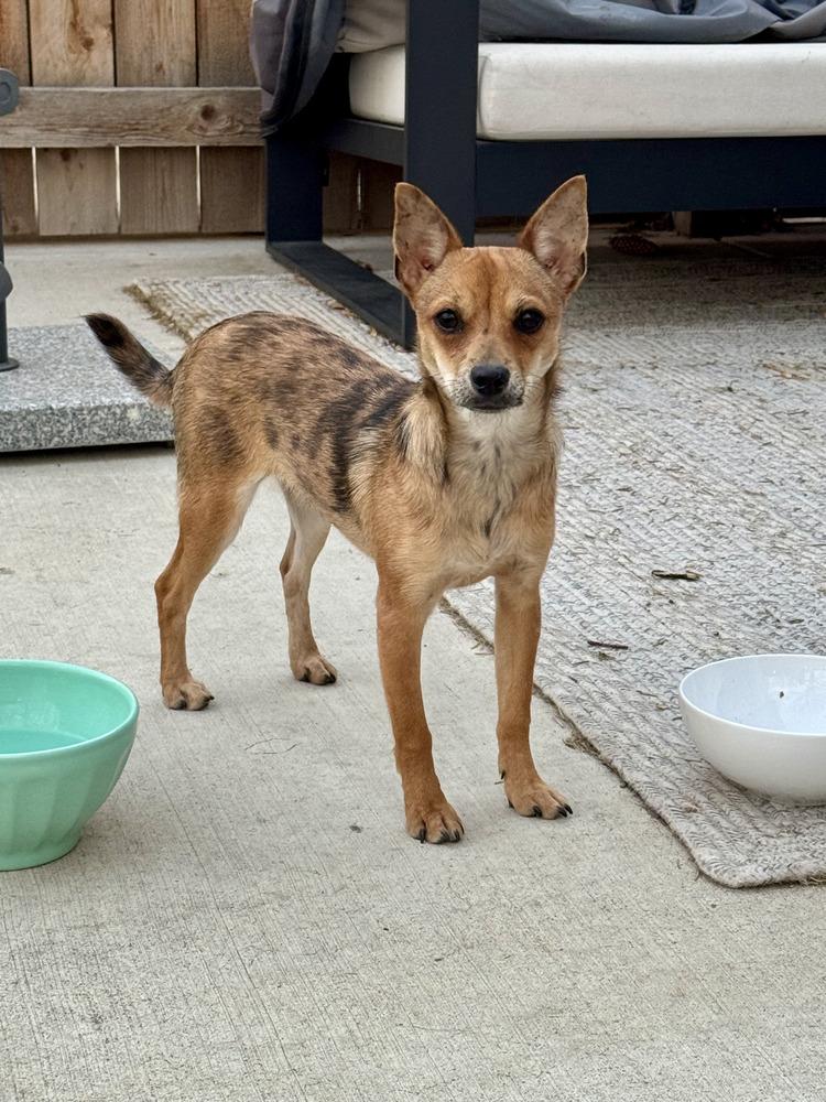 Dixie, ADOPTABLE, Puppy Female Chihuahua.
