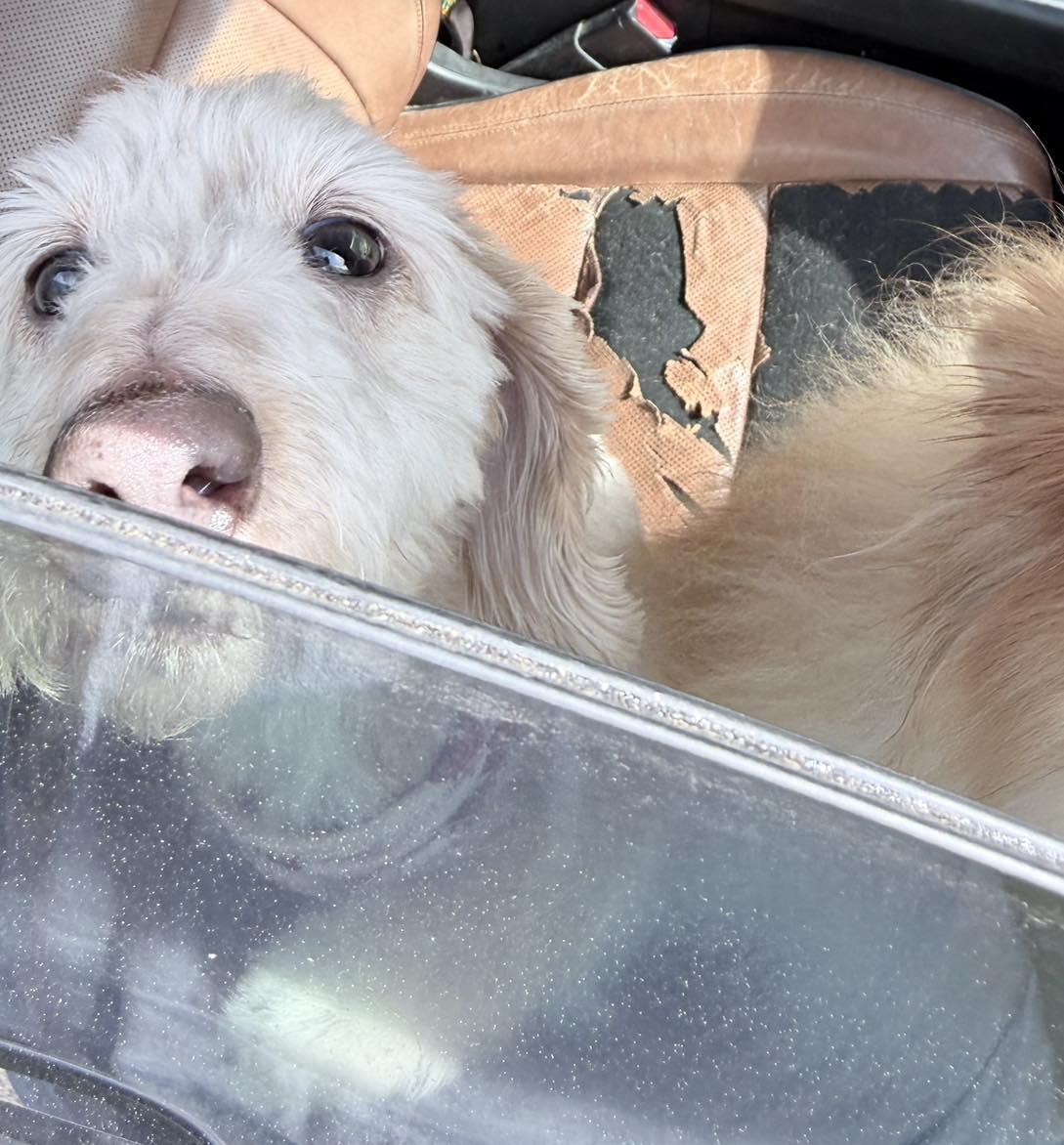 Enlarge Brady, a Adoptable Mixed Breed in Memphis, TN image 2/2