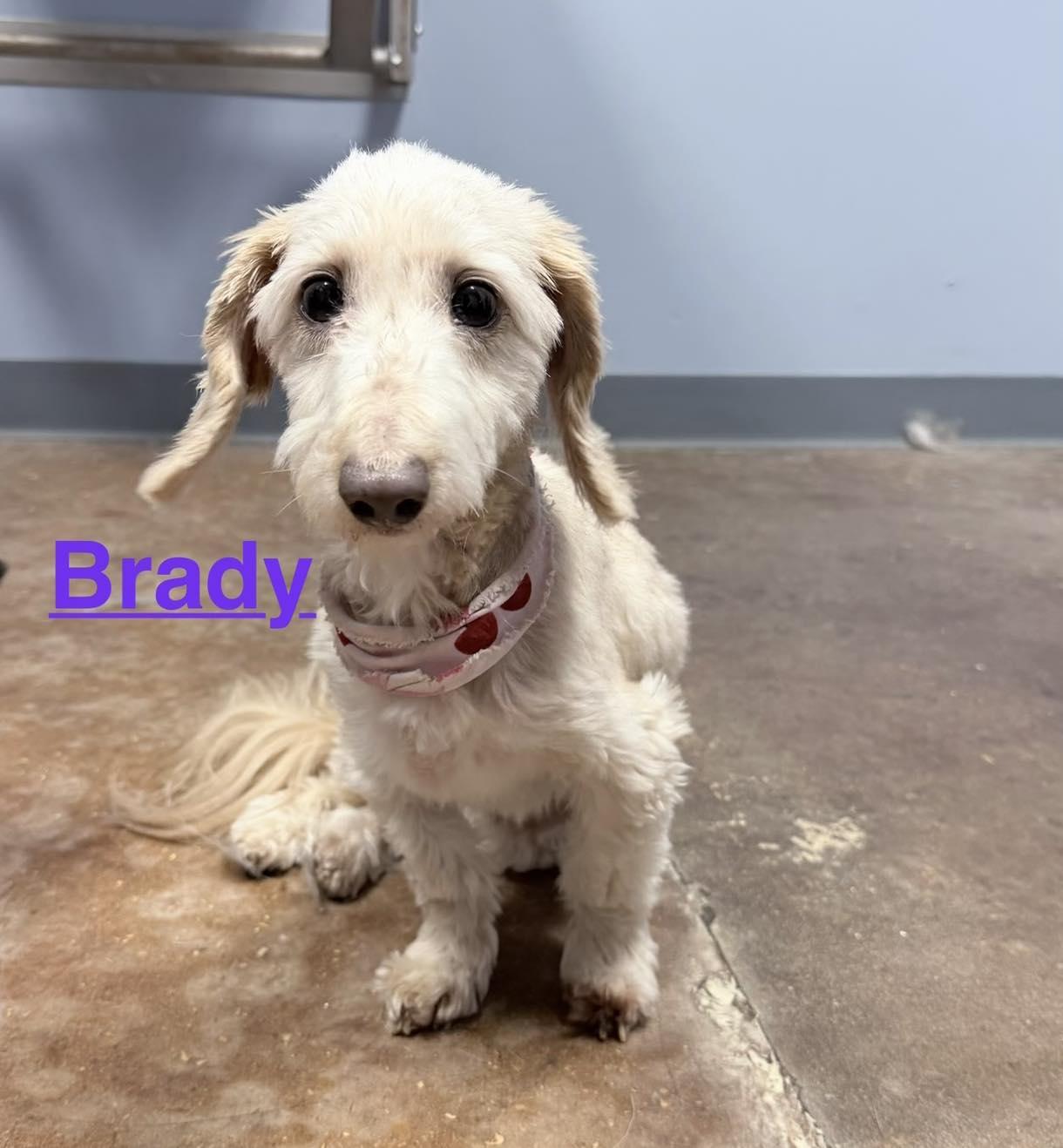 Enlarge Brady, a Adoptable Mixed Breed in Memphis, TN image 1/2