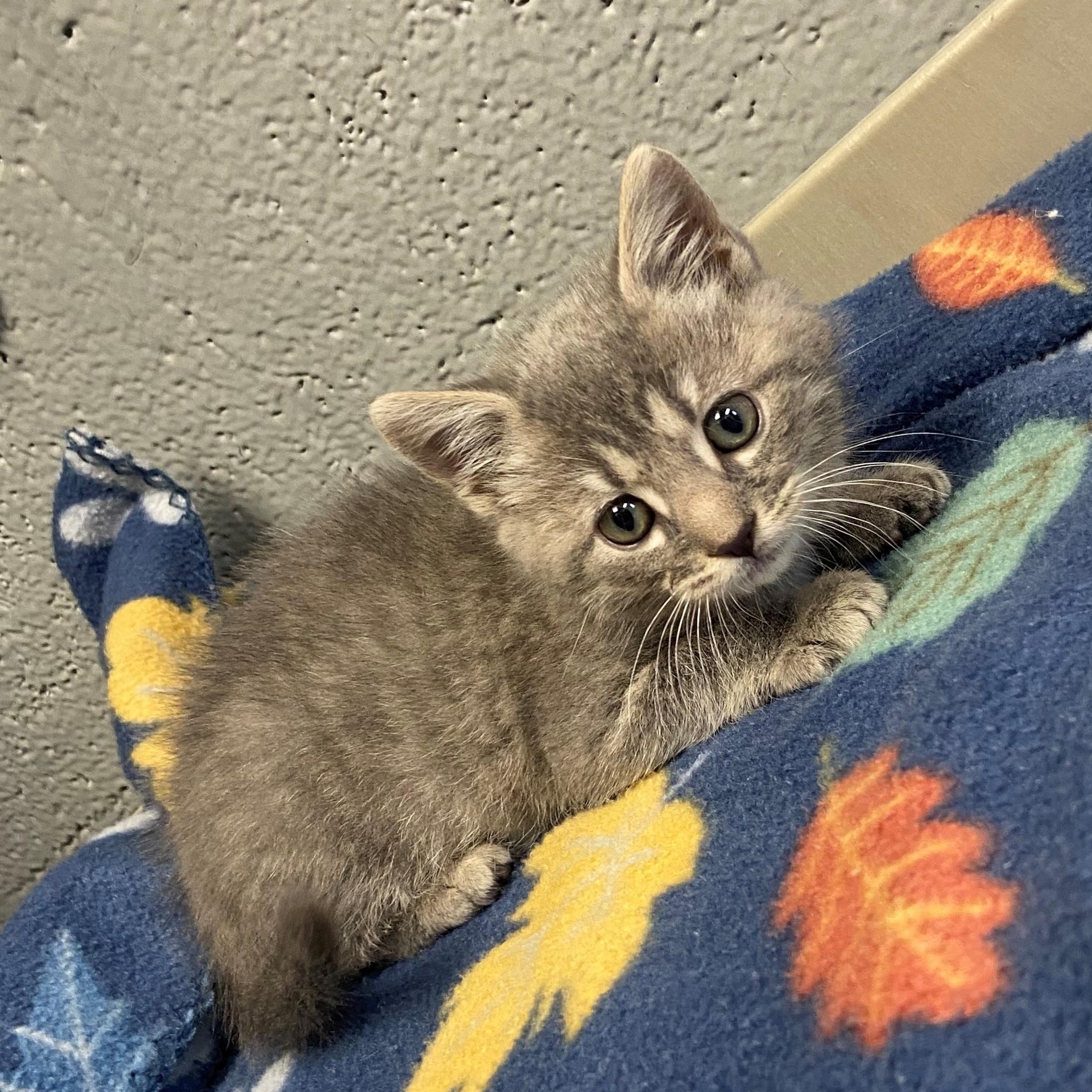 Enlarge Sassafras, an adopted Domestic Short Hair in Edinburg, VA image 1/1