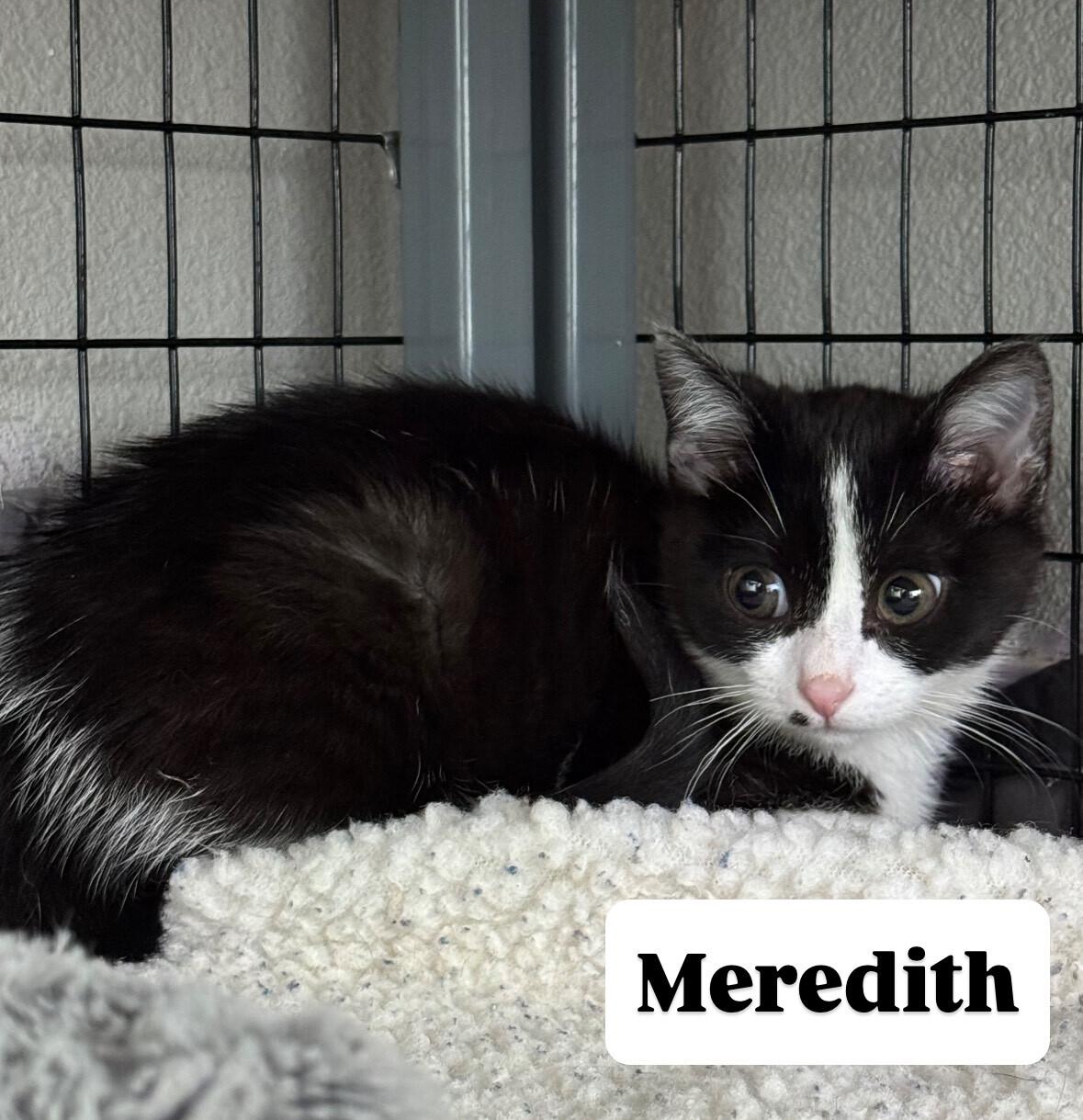 Meredith
