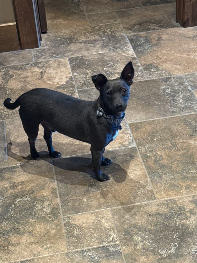 Chris, ADOPTABLE, Young Male Chihuahua.