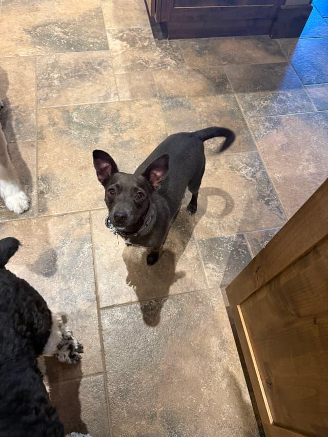 Chris, a ADOPTABLE mixed breed in Seward, NE image 2/2