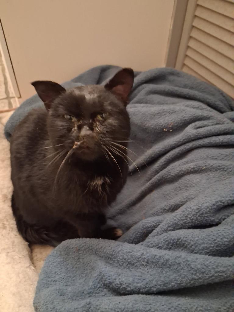 Enlarge Zagnut, a Adoptable mixed breed in Rockford, IL image 4/4