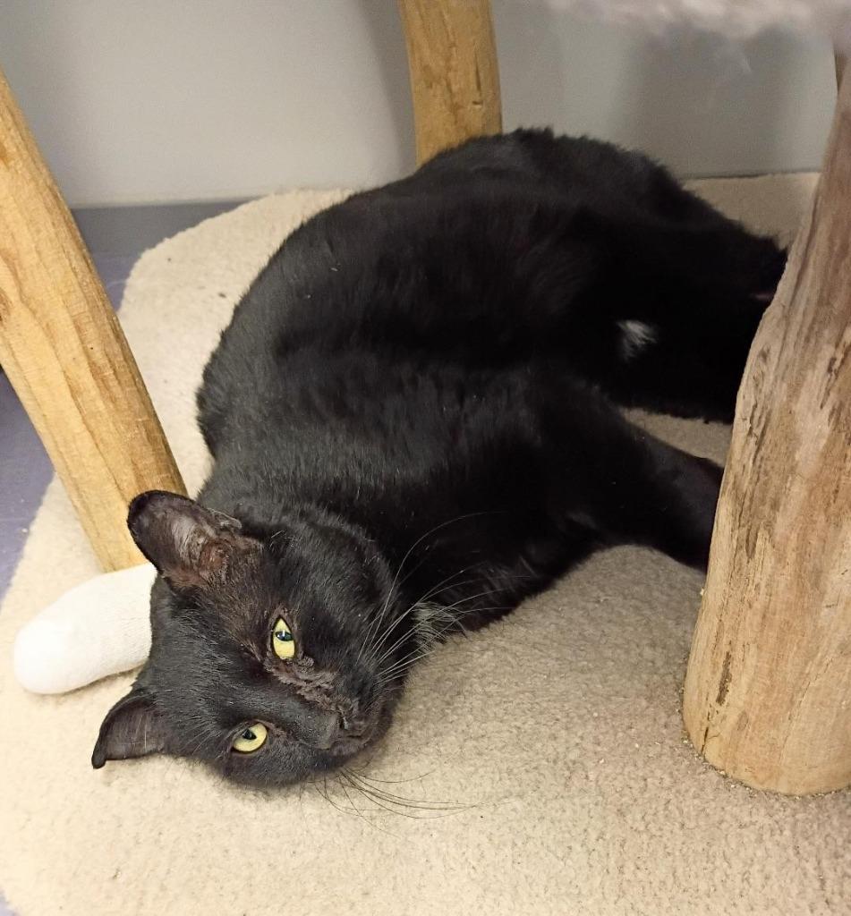 Zagnut, Adoptable, Young Male Domestic Short Hair.