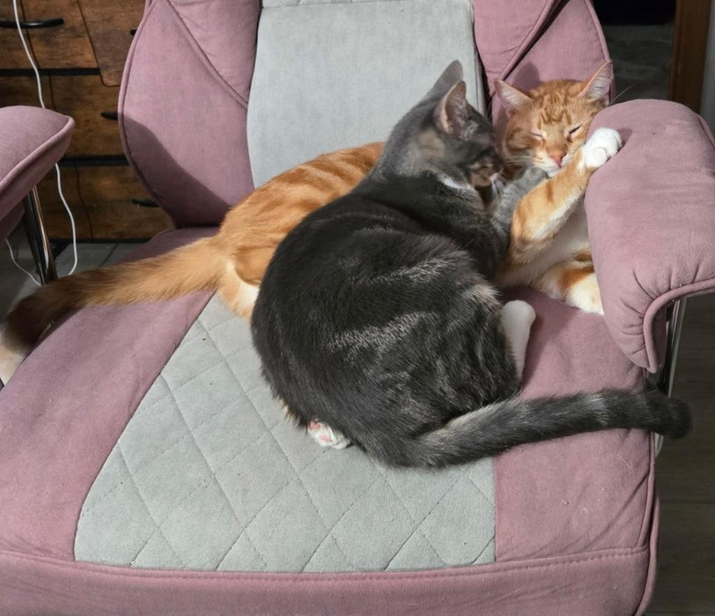 Malcolm & Morgan, Adoptable, Adult Male Domestic Short Hair.