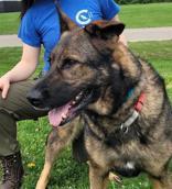 Kim, ADOPTABLE, Adult Female German Shepherd Dog.