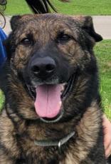 Enlarge Kim, a ADOPTABLE German Shepherd Dog in Hilliard, OH image 2/2