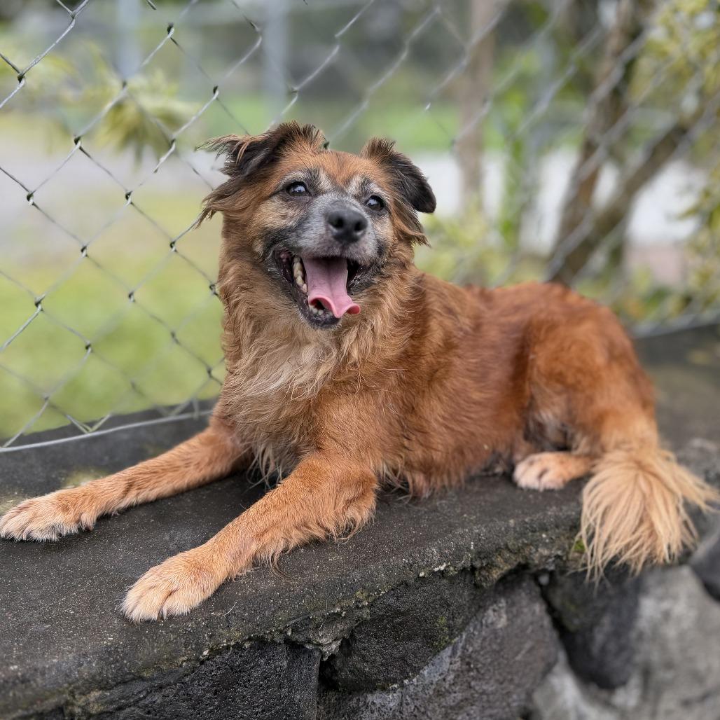 Enlarge Lehua, a Adoptable Mixed Breed in Keaau, HI image 1/5