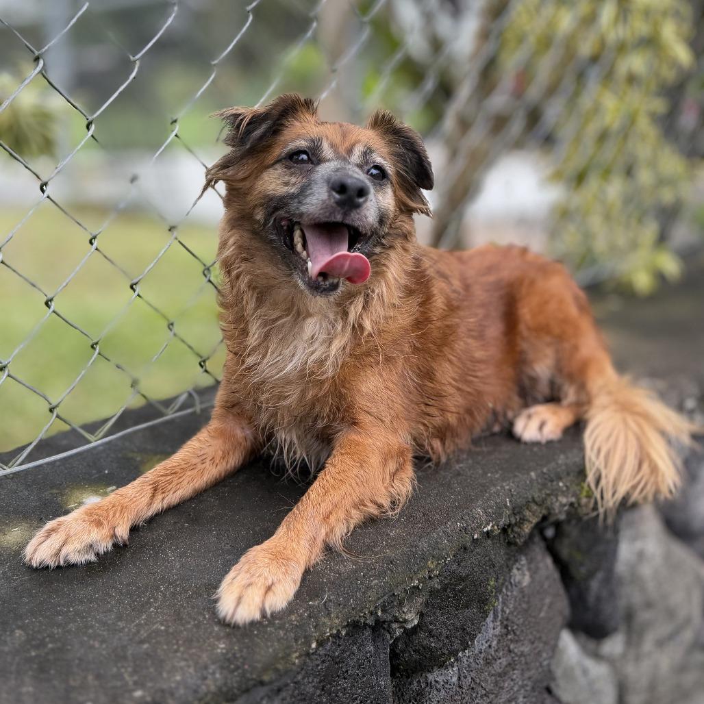 Enlarge Lehua, a Adoptable Mixed Breed in Keaau, HI image 2/5
