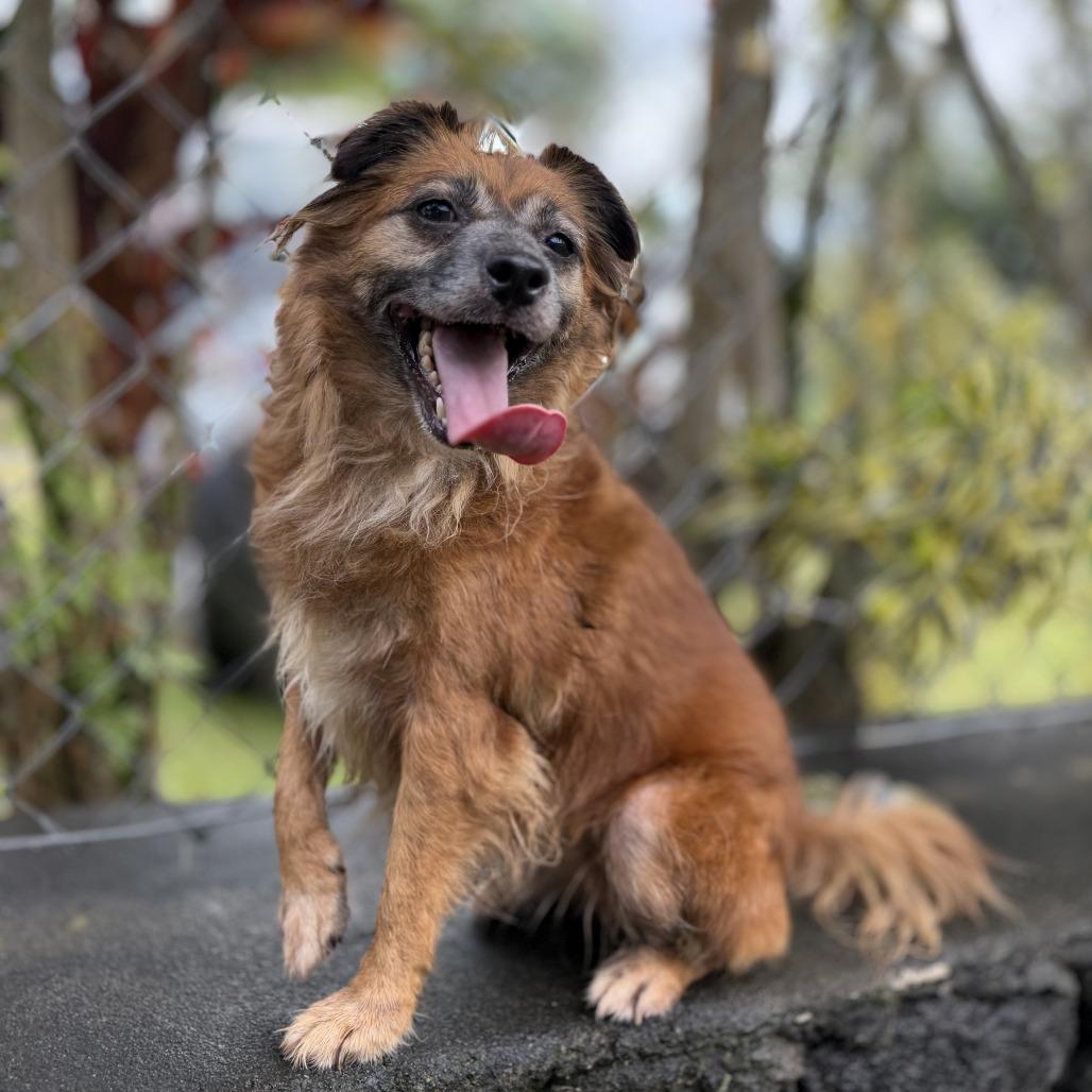 Enlarge Lehua, a Adoptable Mixed Breed in Keaau, HI image 3/5