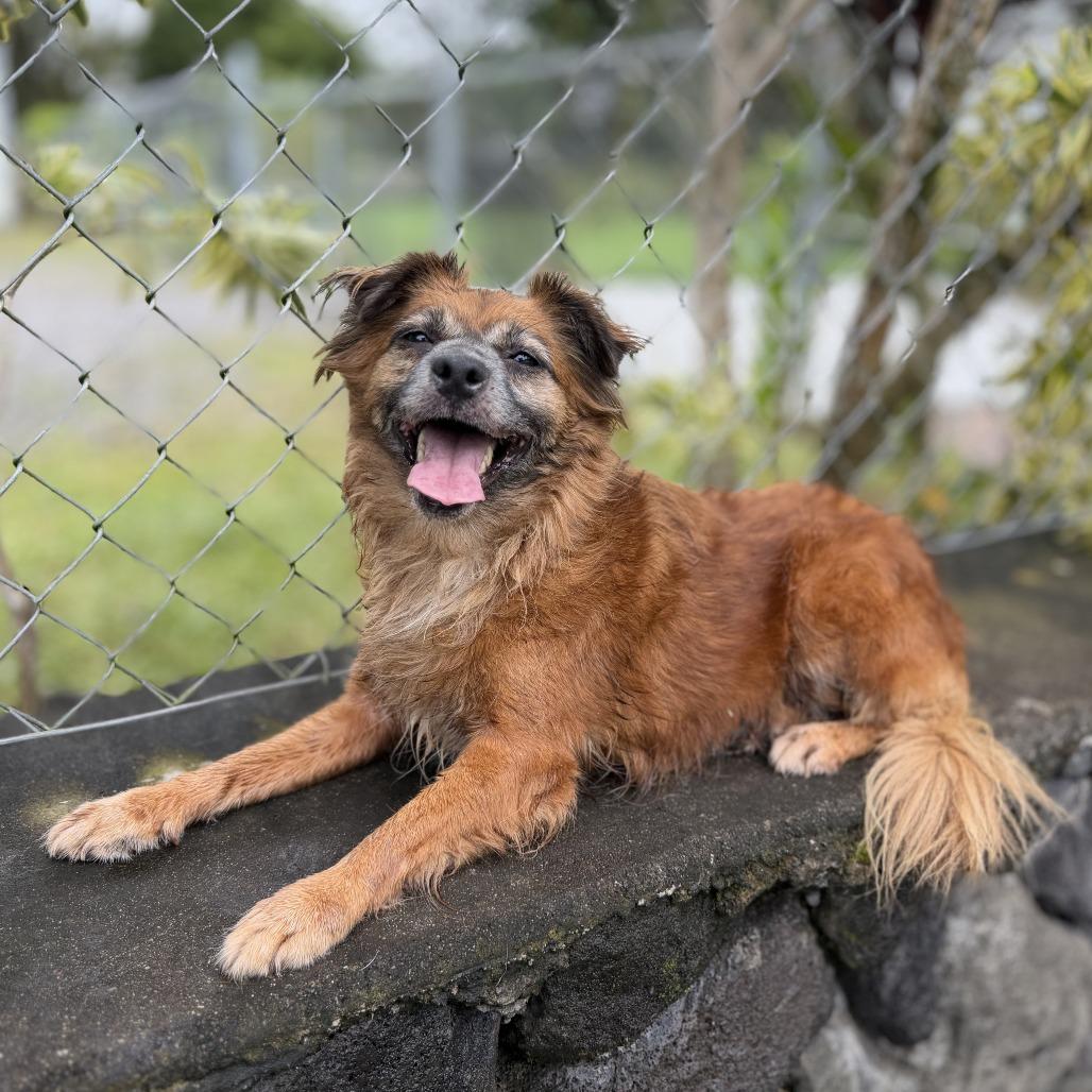 Enlarge Lehua, a Adoptable Mixed Breed in Keaau, HI image 4/5