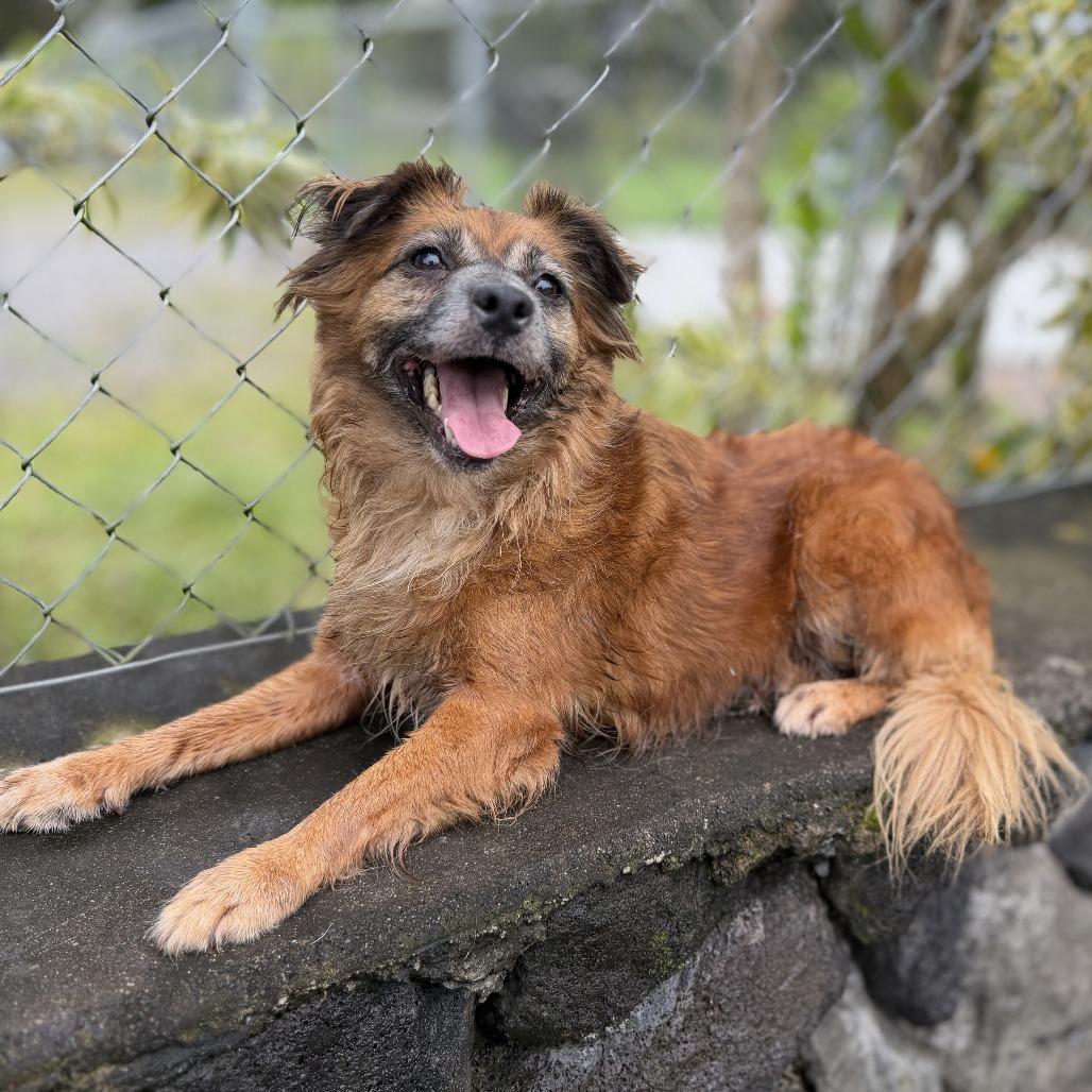 Enlarge Lehua, a Adoptable Mixed Breed in Keaau, HI image 5/5