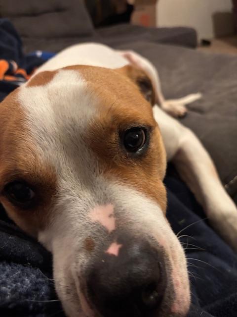 Goose, Adopted, Adult Male Boxer & Pit Bull Terrier.