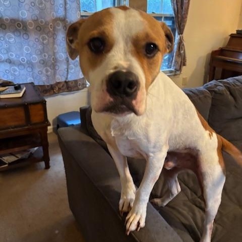 Goose, Adopted, Adult Male Boxer & Pit Bull Terrier.