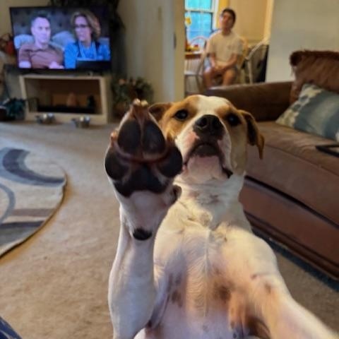Enlarge Goose, a Adopted mixed breed in Charlotte, NC image 3/4