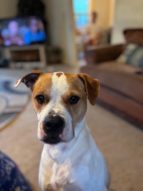 Enlarge Goose, a Adopted mixed breed in Charlotte, NC image 2/4