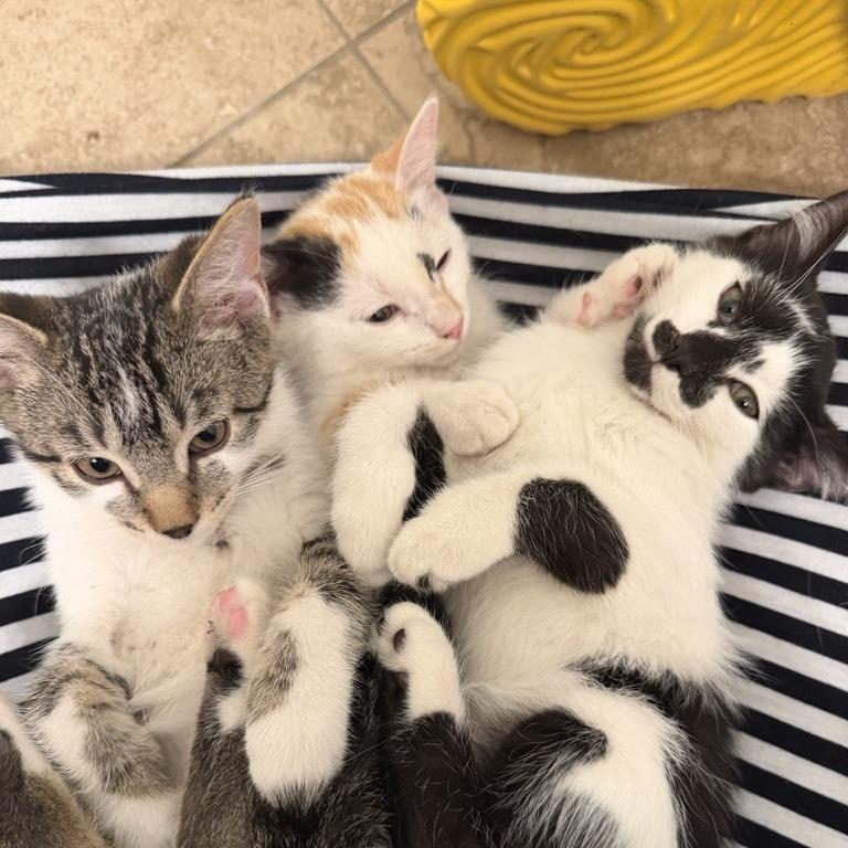 Amore, Adoptable, Kitten Female Domestic Short Hair.