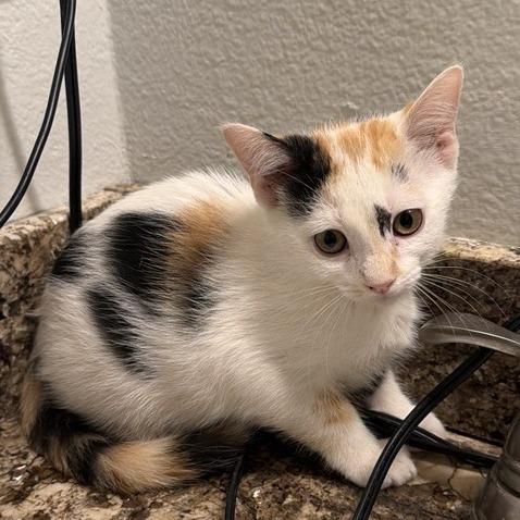 Enlarge Amore, a Adoptable Domestic Short Hair in Temecula, CA image 2/2