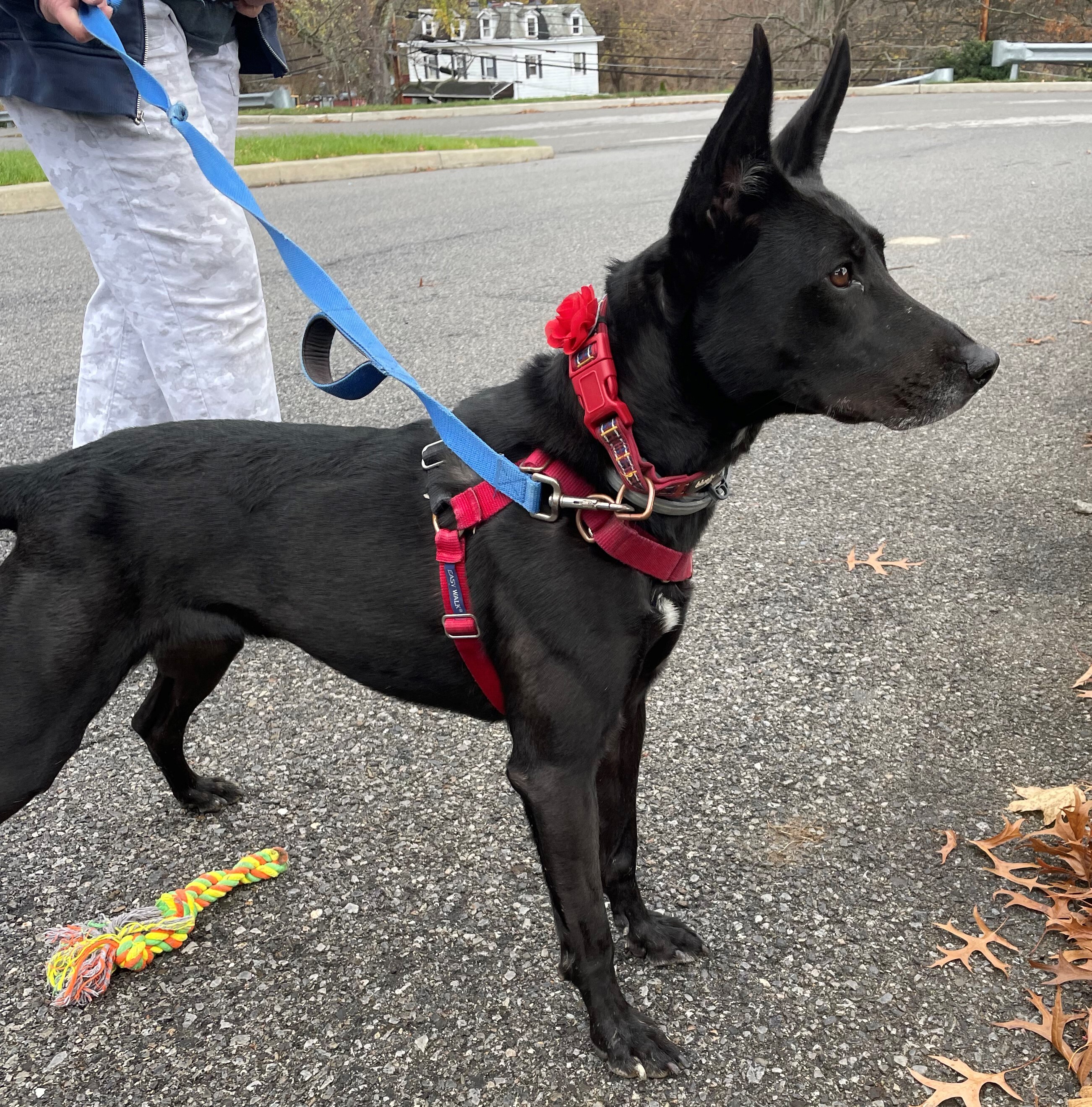 Enlarge Karla, a Adoptable mixed breed in Beacon, NY image 10/12