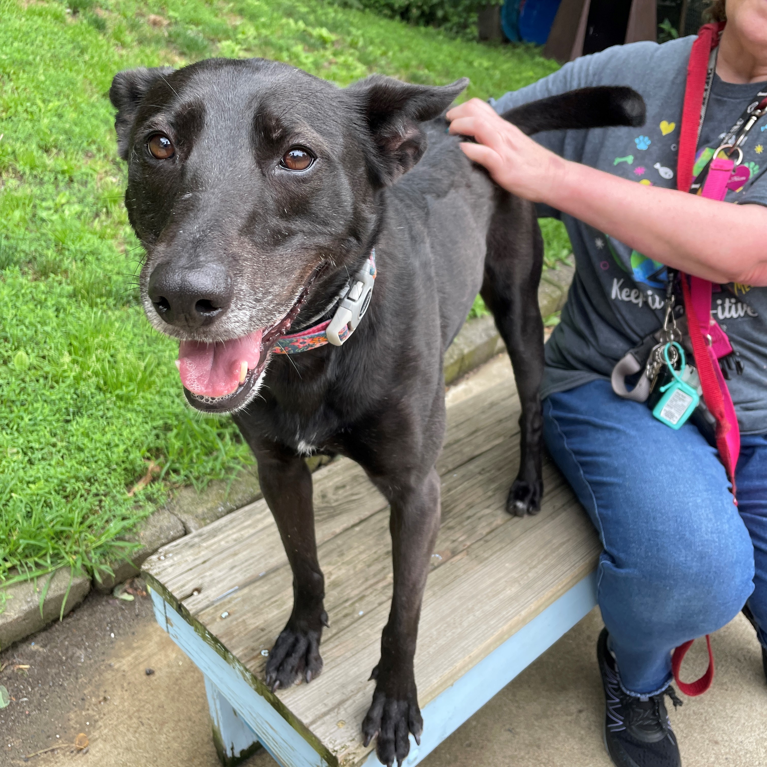 Enlarge Karla, a Adoptable mixed breed in Beacon, NY image 8/12